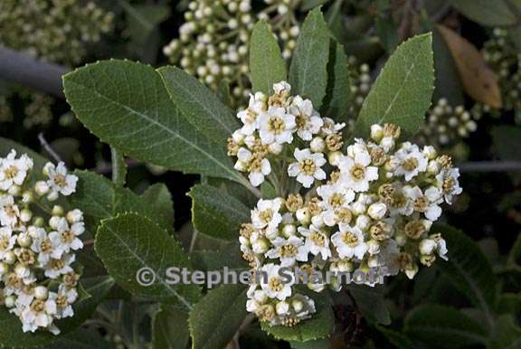 heteromeles arbutifolia 3 graphic